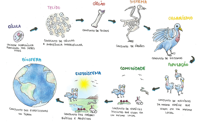 Exercícios sobre Ecologia- Descomplica, Exercícios Biologia